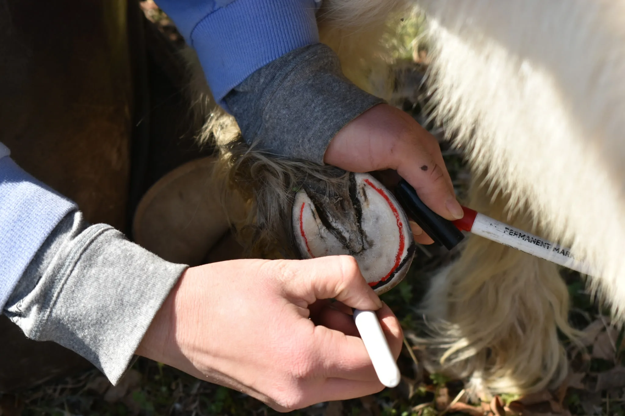 A horseshoer marks the hoof before trimming