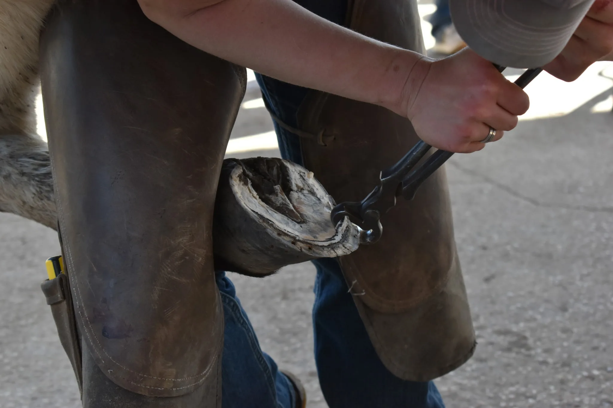 Trimming a horse's hoof